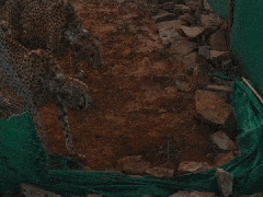 
      
      Kuno Cheetahs make their first hunt
      
      