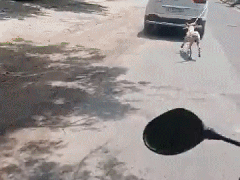 
      
      Video shows dog tied to car being dragged on road in Jodhpur
      
      