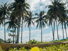 
      
      Exotic tress can cause problems to local wildlife: Research
      
      