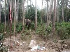 
      
      Terai Forest Division develops mixed vegetation to prevent...
      
      