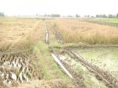 
      
      J-K: Unseasonal rain causes 35-40 pc crop loss in Samba district
      
      