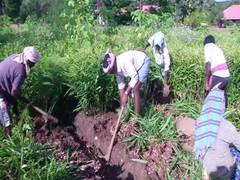 
      
      K'taka: Ginger crops damaged due to excessive rains
      
      