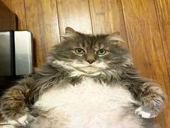 
      
      Obese feline searching for a forever home
      
      