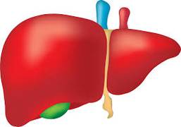 
      
      An enzyme can explain link between fatty liver, diabetes and PCOS
      
      