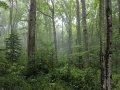 
      
      Diversity increases ecosystem stability: Study
      
      