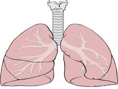 
      
      Study finds how fibrosis progresses in the human lung
      
      