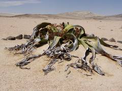 
    Factors like drought, high concentration of salt in soil lead to stress in plants: Study 
    