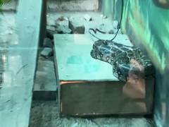 
      
      Indore Zoo upscales arrangements, provides heating pads,...
      
      