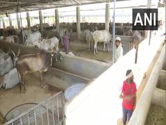 
      
      582 gaushalas registered in UP as online registration starts
      
      