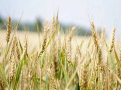 
      
      Russia, Ukraine delegations start talks on grain blockade
      
      