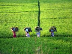 
      
      Agriculture sector project to grow by 3.9 per cent in...
      
      