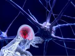 
      
      New function performed by nearly half of the cells in the brain
      
      