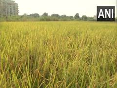 
      
      Ahead of next farming season, India grapples with...
      
      