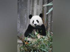 
      
      New panda fossils discovered, possibly last of its kind in Europe
      
      