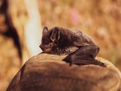 
      
      Bats do not always harbour most dangerous zoonotic viruses
      
      