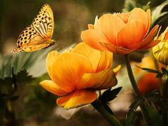 
      
      Warmer autumns could spell bad news for butterflies: Study
      
      