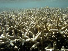 
      
      Researcher finds extreme mangrove on Great Barrier Reef
      
      