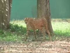 
      
      Hyderabad zoo uses cooling systems to protect animals in summers
      
      