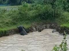 
      
      Six elephants stranded in muddy pond rescued in Assam
      
      