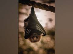 
      
      Bats communicate and work together for more efficient foraging
      
      