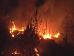 
      
      Forest fire breaks out in Uttarakhand
      
      