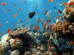
      
      Study finds climate change-resistant corals could provide...
      
      