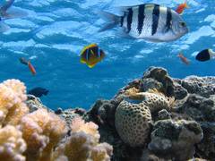 
      
      Aquatic ecosystems source of half of global methane...
      
      