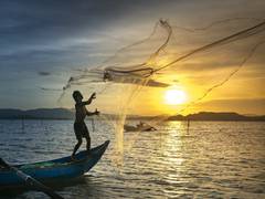 
      
      Study finds lighted nets reduce bycatch of sharks
      
      