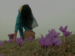 
      
      Timely rainfall boosts saffron production in Kashmir
      
      