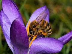 
      
      Climate change disrupting plant-pollinator relationship: study 
      
      