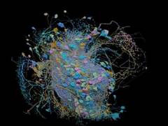 
      
      Largest high-resolution brain connectivity map published by Google
      
      