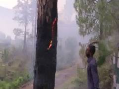 
      
      Over 14,000 quintals of forest produce collected in Chhattisgarh
      
      