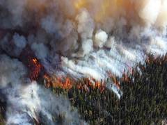 
      
      Climate change affects forest recovery after wildfire: Study
      
      