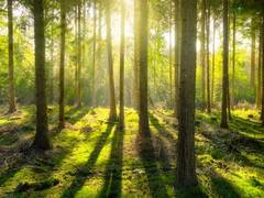 
      
      Chhattisgarh purchases the largest value of minor forest...
      
      