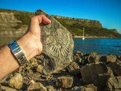 
      
      Fossil pigments shed new light on vertebrate evolution
      
      