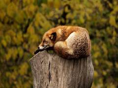 
      
      Study finds rapid eye movement sleep helps protect against...
      
      
