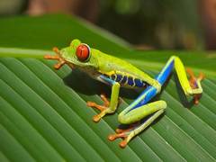 
      
      Bacteria found in frog skin may help fight fungal infections...
      
      