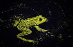 
      
      Light at night harmful for amphibians
      
      