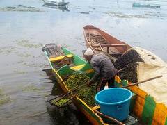 
      
      J-K: Extraction of water chestnuts in full swing in Wular Lake
      
      
