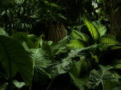 
      
      New study finds how plants manage stressful situations
      
      