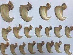 
      
      Delhi: CBI busts interstate poaching gang, 3 held
      
      