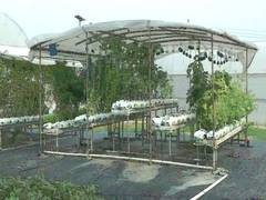 
      
      Punjab Agriculture University develops kitchen garden without...
      
      