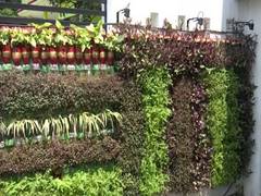 
      
      Environmentalist in Jammu creates vertical gardens using...
      
      