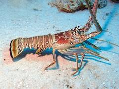 
    Warming waters, local differences affect lobster population: Study
    