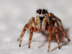 
      
      Hurricanes drive evolution of more aggressive spiders: Study
      
      
