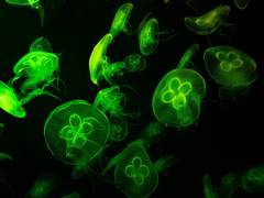 
      
      Unique insight into the inner workings of our cellular powerplant
      
      