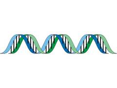 
      
      Gene that reduces fear, increases social interaction ability found
      
      
