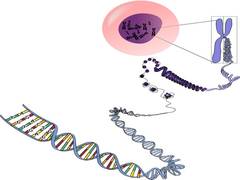 
      
      Study reveals rare, damaging inherited mutations work...
      
      