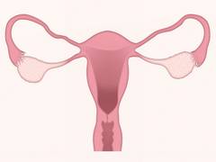 
      
      Menopause complicates good night's sleep: Study
      
      