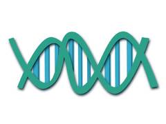 
      
      Researchers discover new mammal reference genome that helps...
      
      